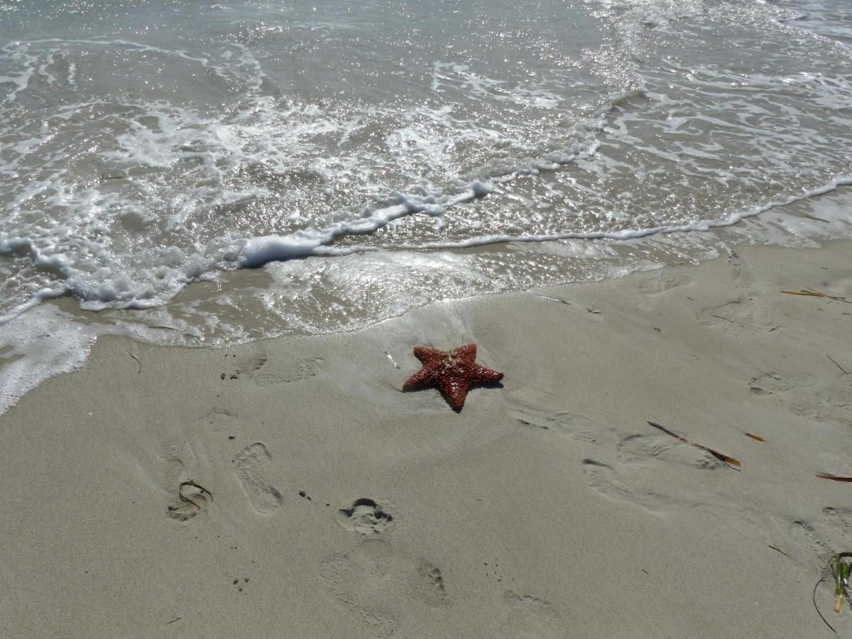Kleiner Seestern Cuxhaven Luaran gambar
